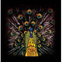 132-eyes shakers - groove rock
